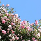 Download chokedbarbie OnlyFans content for free 

 profile picture