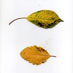 Download zerreitug OnlyFans videos and photos for free 

 profile picture